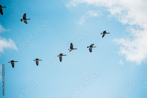 flock of geese © France