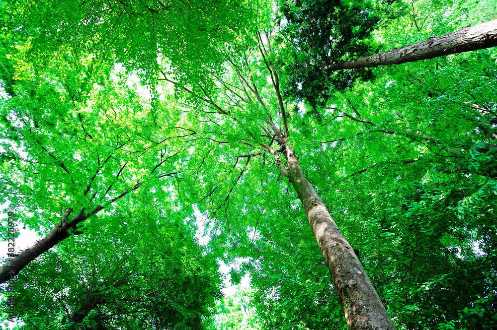 Obraz premium 新緑