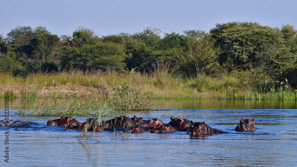 Group of hippos (hippopotamus, hippopotamus amphibius) enjoying the fresh water in Okavango river with bush land in background near Divundu in Bwabwata National Park, Namibia, Africa. Group of hippos (hippopotamus, hippopotamus amphibius) enjoying the fresh water in Okavango river with bush land in background near Divundu in Bwabwata National Park, Namibia, Africa.