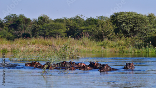 Group of hippos (hippopotamus, hippopotamus amphibius) enjoying the fresh water in Okavango river with bush land in background near Divundu in Bwabwata National Park, Namibia, Africa.