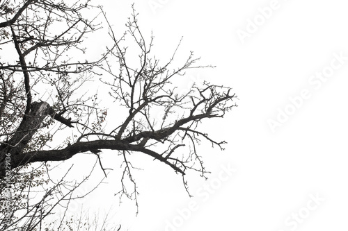 dry tree branch isolated on white background