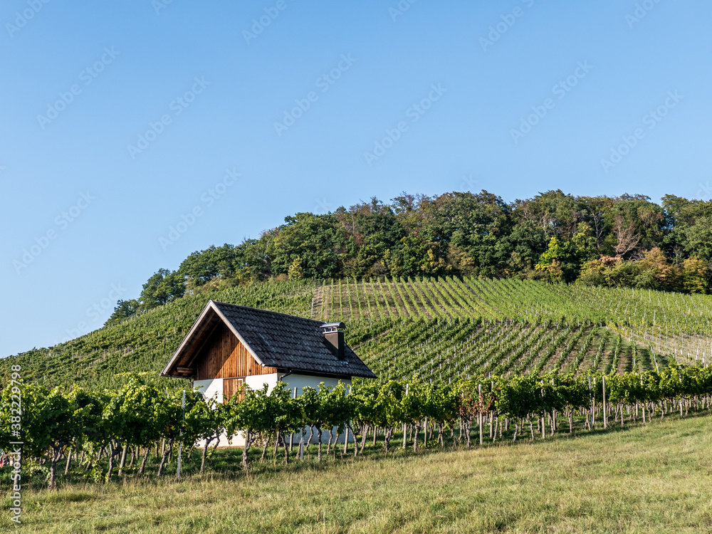 Obraz premium Weinbergshäuschen