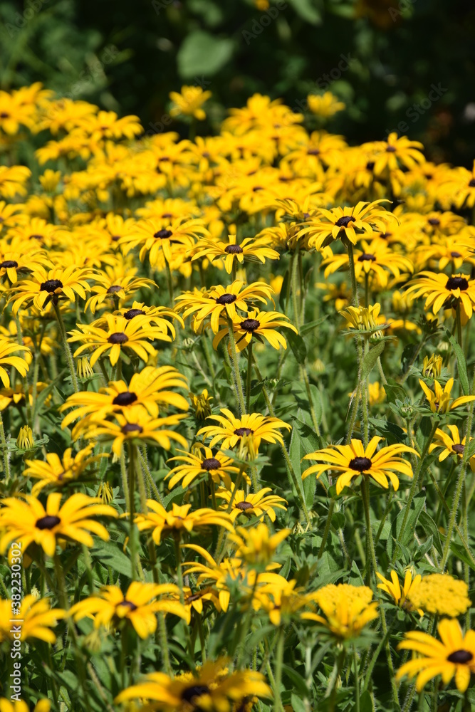 Łan rudbekii