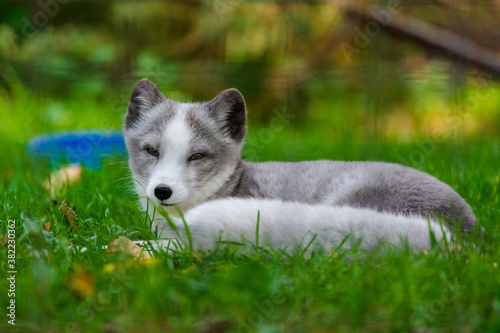 Arctic Fox Pup