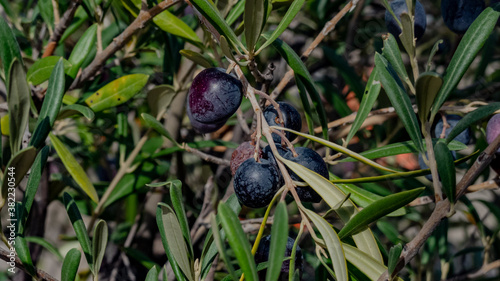 Aceituna negra oliva de temporada