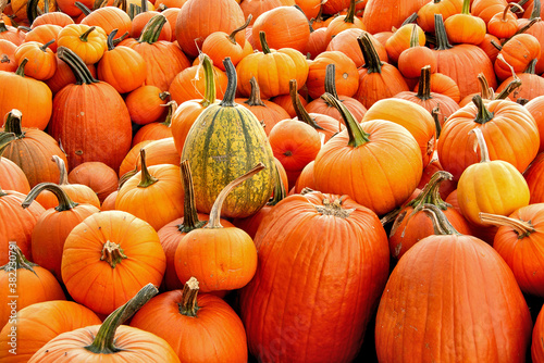 Colorful Halloween theme or possible background. Large pile of many harvested orange pumpkins in different sizes and shapes.