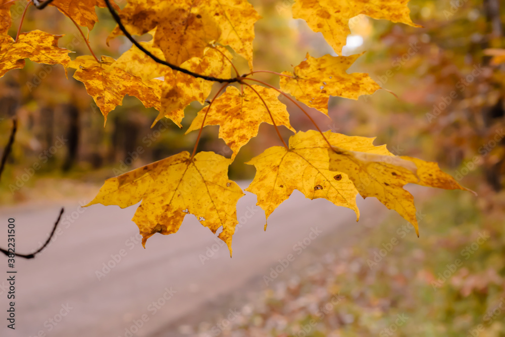 Obraz premium Yellow maple leaves