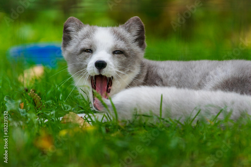 Arctic fox yawning