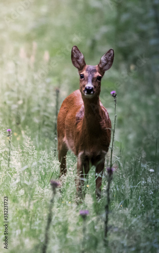 Wallpaper Mural 1 Torontodigital.ca