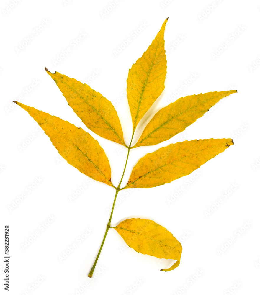 Yellow autumn fall leave isolated on white background. Seasonal content for posters cards invitation or other decor Yellow autumn fall leave isolated on white background. Seasonal content for posters cards invitation or other decor