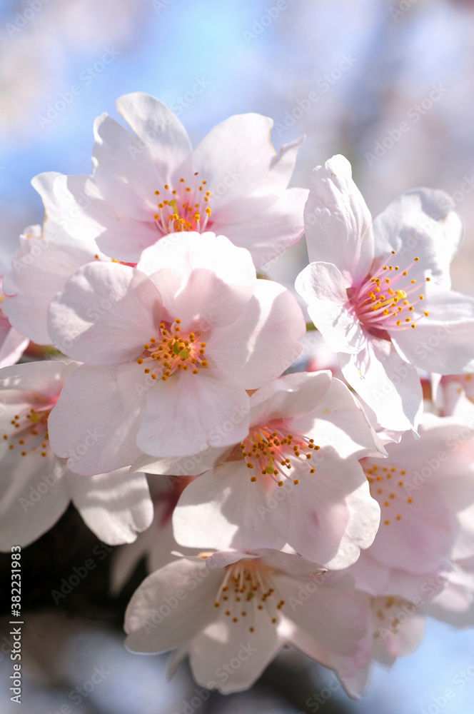 桜 桜