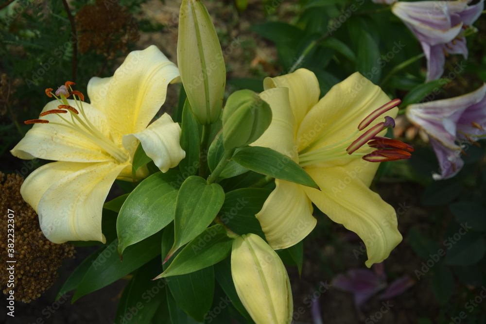 Obraz premium Lilie kwitnące latem