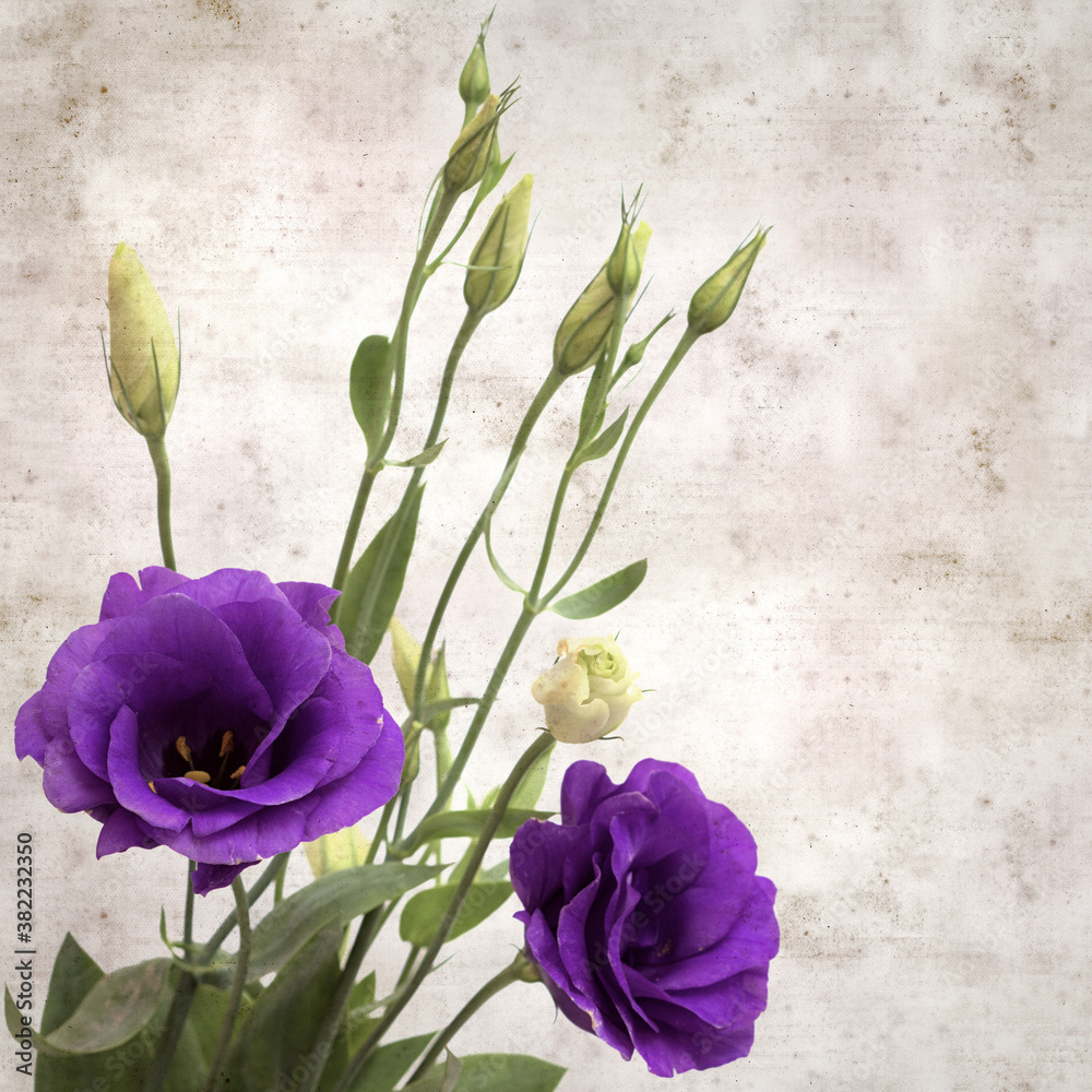 Obraz premium textured old paper background with dark violet eustoma flowers and buds