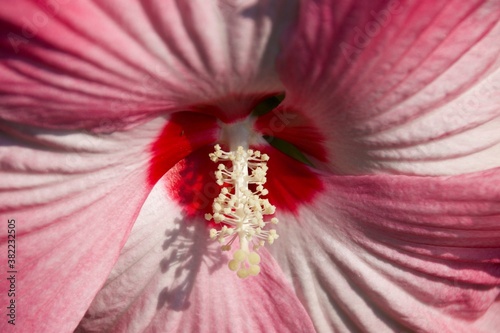 close up of a pink flower