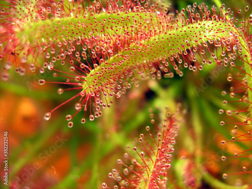 Detail of drosera capensis carnivorous plant glue drops photo