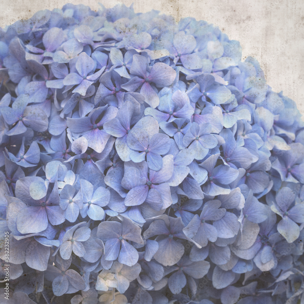 textured old paper stylish background with french hydrangea textured old paper stylish background with french hydrangea