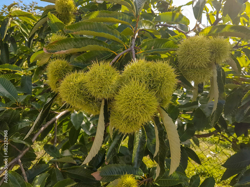 chestnuts fruits on the tree green in autumn day