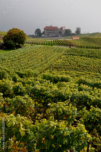 St. Saphorin: The wine yards and terraces Lavaux at the Unesco World Heritage photo