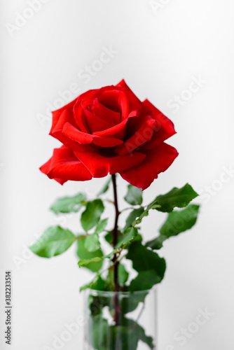 Red rose isolated on white background