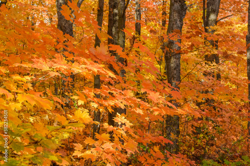 Autumn leaves in the forest