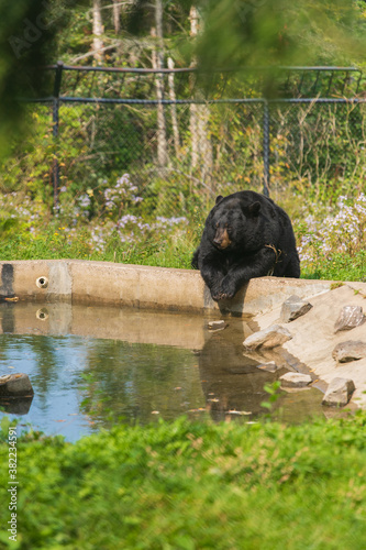 Black Bear Relaxing by Pond