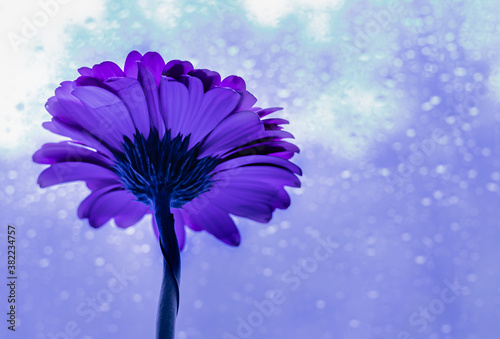 Foto Violet and  blue gerber daisy with window glass covered with raindrops