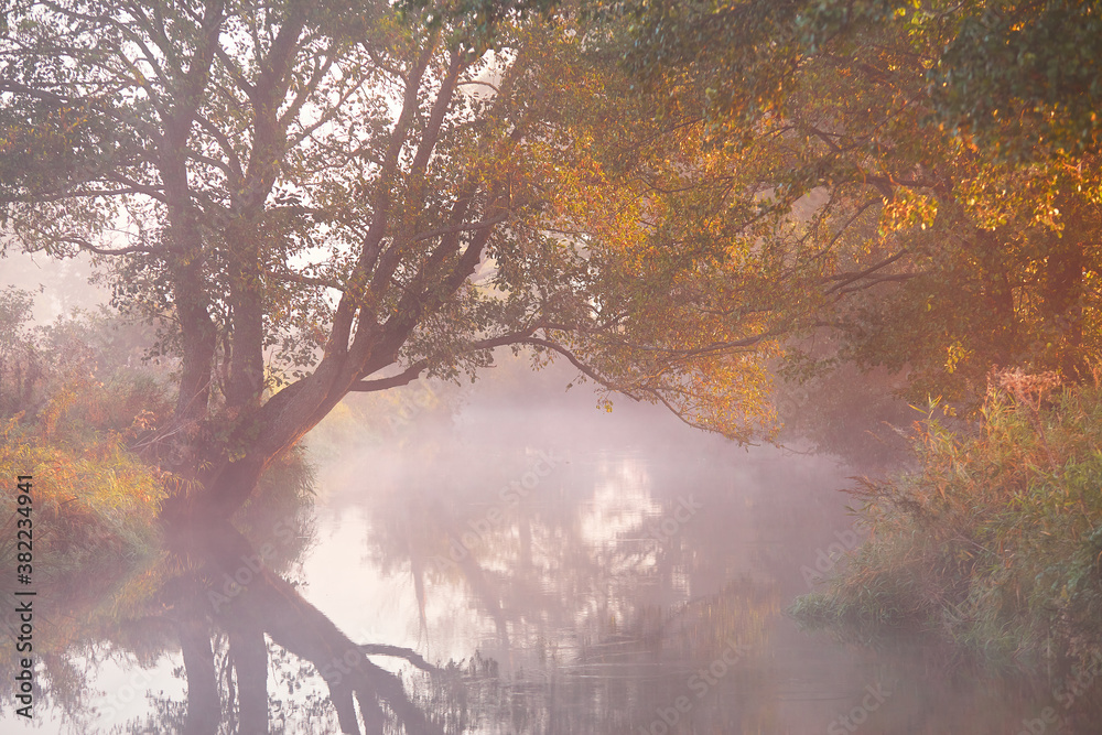 Autumn sunrise rural landscape. Alder, willow trees on riverbank