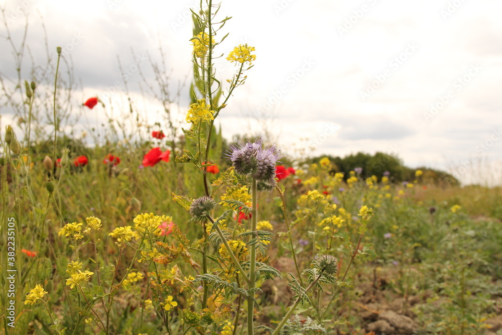 a group colorful wild flowers - poppy, phacelia, rapeseed - in a field edge in the dutch countryside in springtime