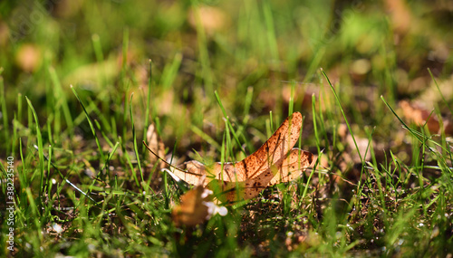 Background with the close-up of grasses on a meadow in autumn with the first autumn leaves