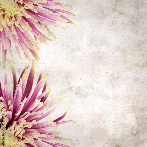 textured old paper background with unusual chrysanthemum with variedated petals  photo