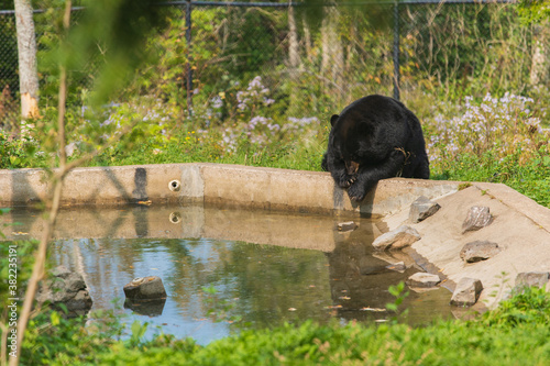 Black Bear Resting