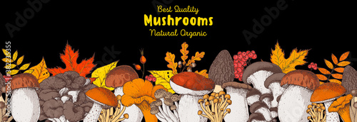 Edible mushrooms hand drawn. Autumn design. Vector illustrations collection. Hand drawn food. colorful forest mushrooms. Organic food. Forest mushrooms. Cartoon design.