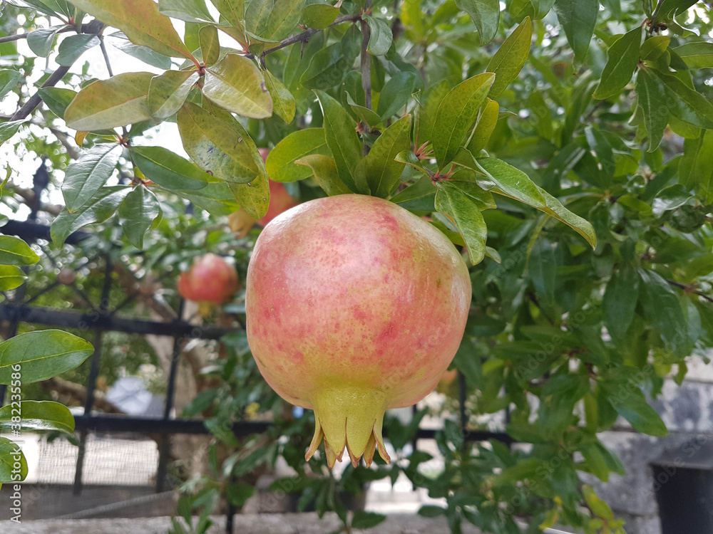 pomegranates in the pomegranate treen in autumn pomegranates in the pomegranate treen in autumn