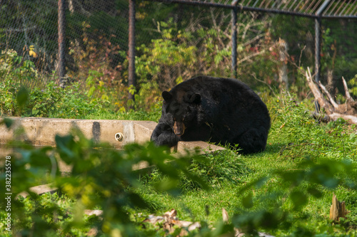 American Black Bear