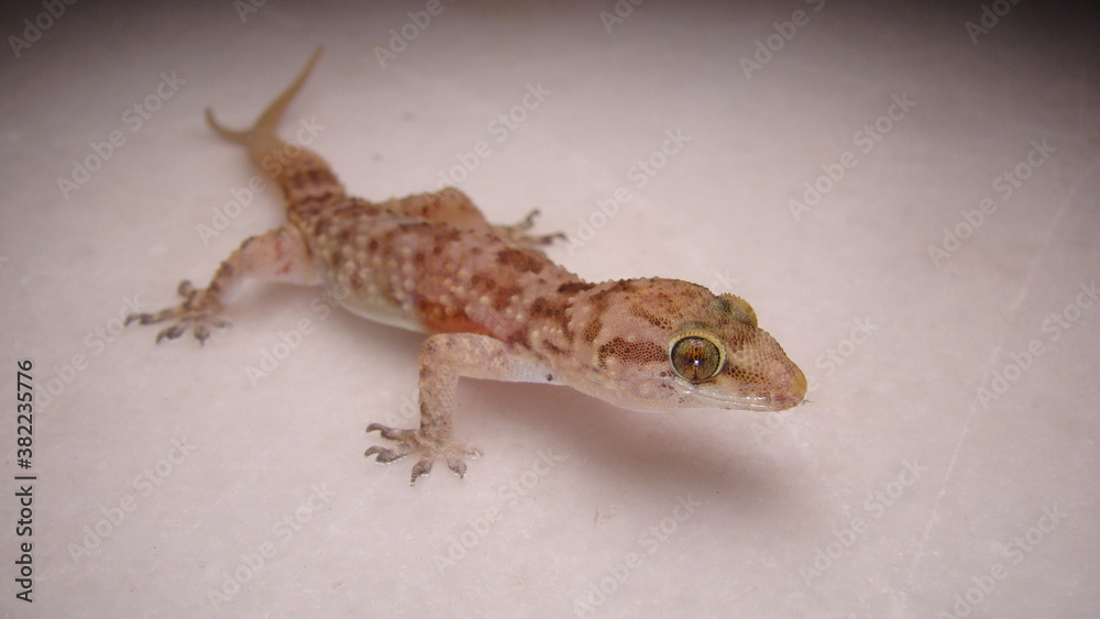 Naklejka premium Gecko has two tails. Amazing Camouflage Animals, Camouflage lizards. It's also called Mediterranean house gecko, akdeniz sakanguru, pacific house gecko, wall gecko, house lizard reptile, reptiles