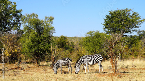 Zebras eating grass in Botswana on safari in the wild bush  luxury travel  africa  blue skies  adventure  wildlife photography  zebra stripes