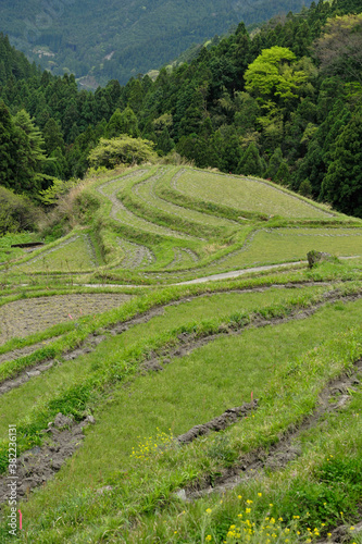 棚田