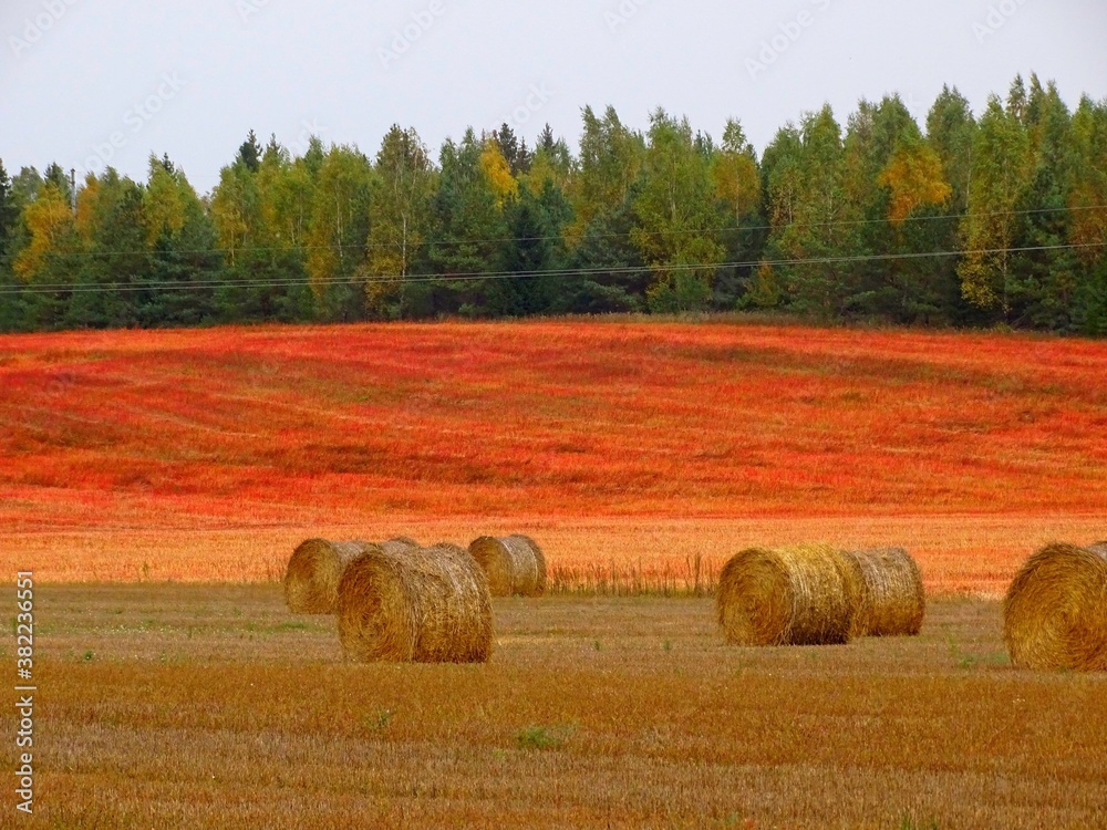 round bales of straw in the harvested field, red buckwheat field and mixed forest