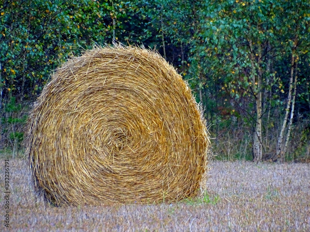 round bales of straw in a harvested field against a background of a birch forest round bales of straw in a harvested field against a background of a birch forest