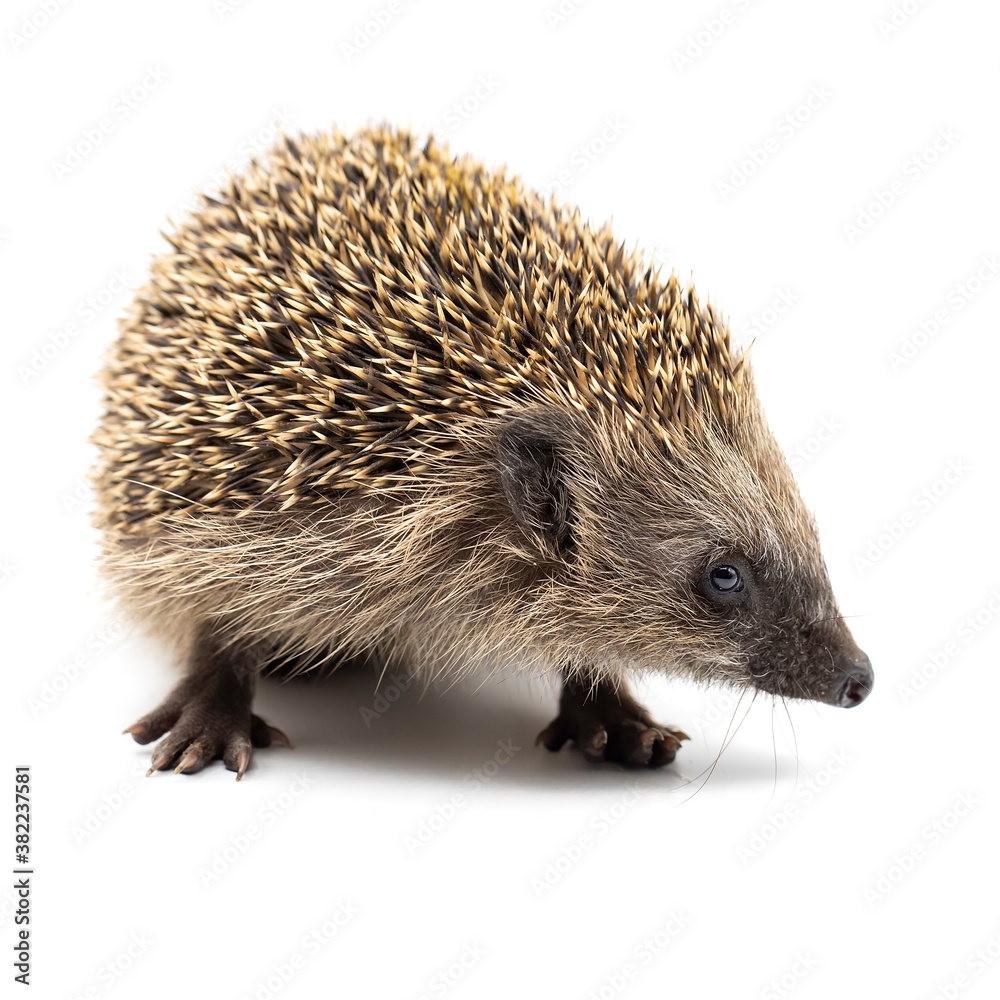 young european hedgehog isolated on white