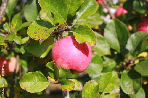 
A ripe juicy red Apple hangs on a branch with green leaves