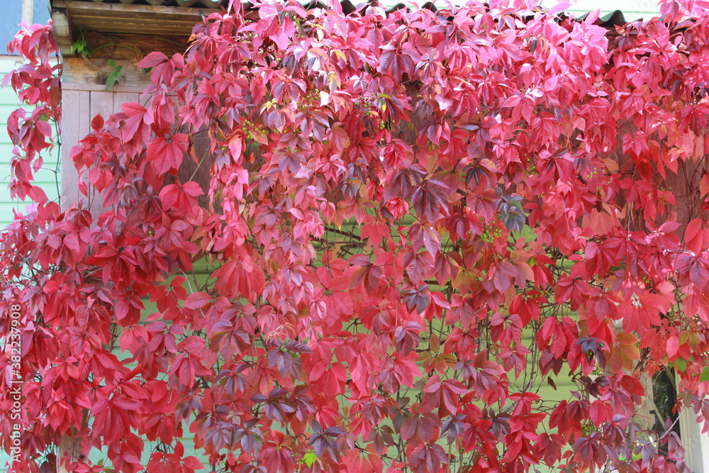 Bright red colorful autumn leaves Bright red colorful autumn leaves