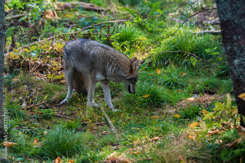 Coyote in Forest