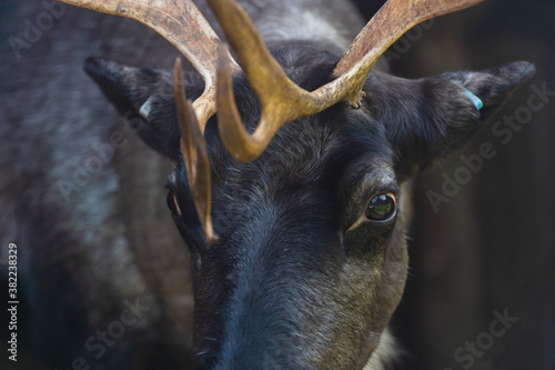 Fallow deer close up