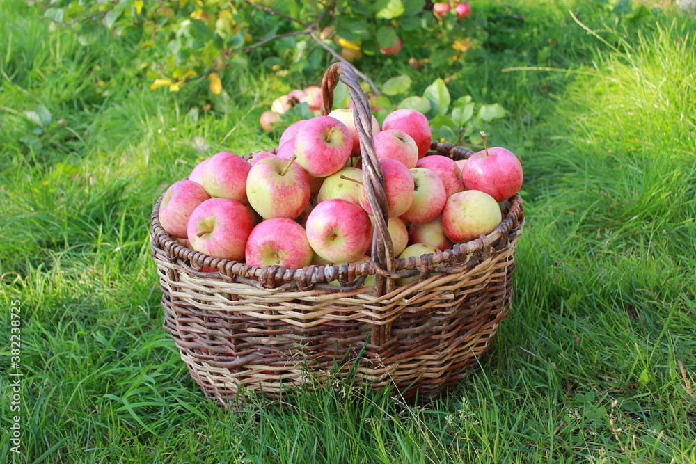 Harvest of red ripe juicy apples in a basket in the green grass
Harvest of red ripe juicy apples in a basket in the green grass
