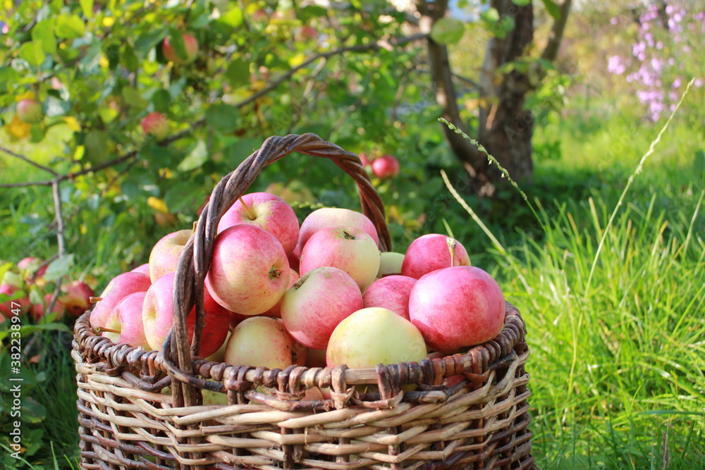 Harvest of red ripe juicy apples in a basket in the green grass
Harvest of red ripe juicy apples in a basket in the green grass