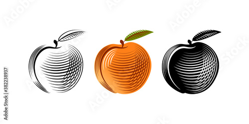 Set peaches icon, vector illustration. Peach gravure style. Peach isolated on white background.