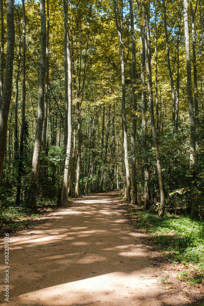 Fototapeta premium Tall trees autumn forest with yellow leaves landscape with an empty sand gravel path