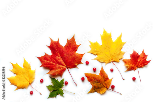 Colorful autumn leaves and berries on a white background