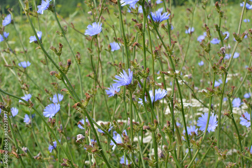 Blossom chicory (Cichorium intybus)